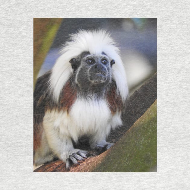 Cotton-top Tamarin by kirstybush